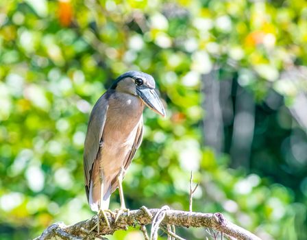 Boat billed heron perched on a dead tree near a lake in Tikal Guatemala