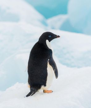 Adelie Penguin just chillin on an iceberg in Anarctica