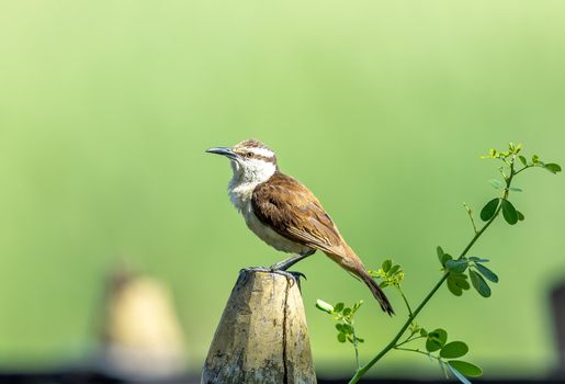 Bicolored Wren perched on a tree stump in Northern Colombia