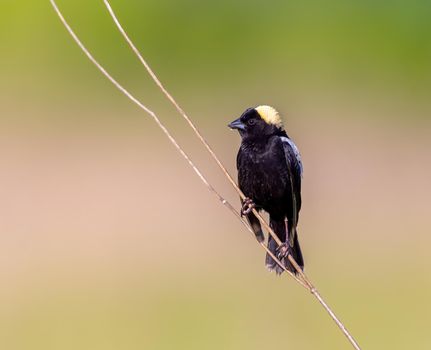 Bobolink perched on tall grass and singing his hearts out in Michigan