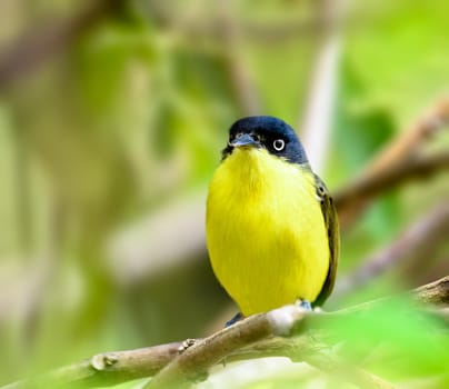 Common Tody Flycatcher perched on a tree in Guatemala