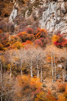 Autumn vertical mountain landscape with colorful foliage on trees and bare birches.