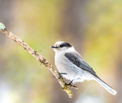 Canada Jay perched on a branch in Sax Sim Bog in Minnesota