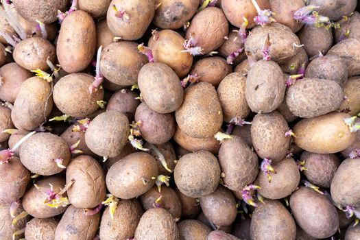 Many potatoes with young shoots are prepared for planting.