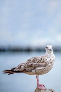 The seagull is standing on a stone. European Herring Gull, Larus argentatus. Close-up of a seagull standing on a rock near the water.