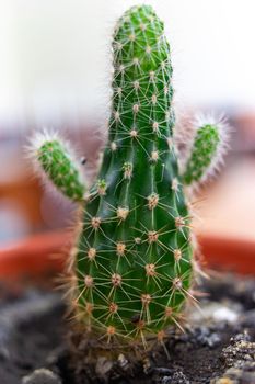 A small cactus in a brown pot looks like a person with raised arms.