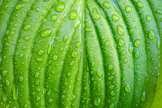 Green plant leaf with water drops after rain close-up.