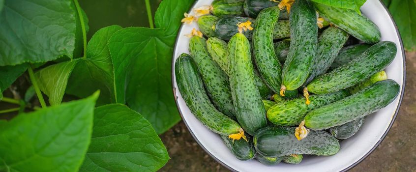 Harvesting homemade cucumbers. Selective focus nature