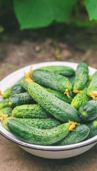 Harvesting homemade cucumbers. Selective focus nature