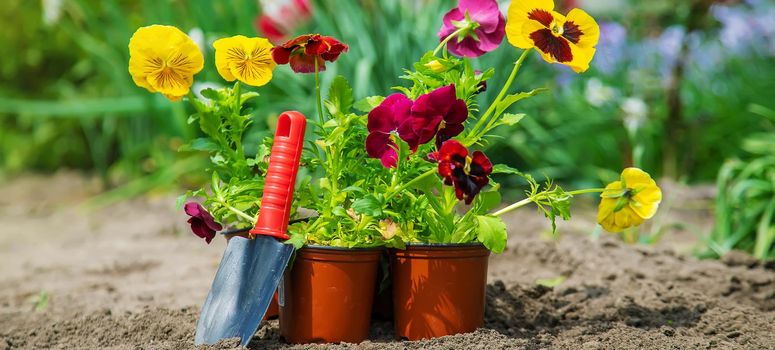 Planting flowers in the garden. Selective focus Nature.