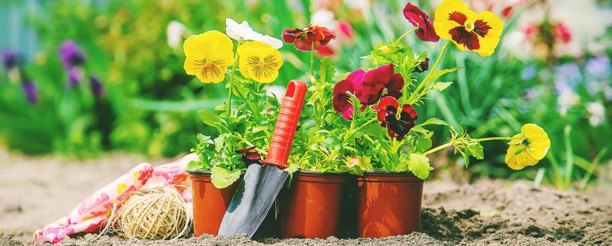 Planting flowers in the garden. Selective focus Nature.