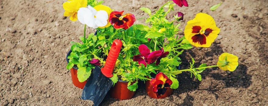 Planting flowers in the garden. Selective focus Nature.