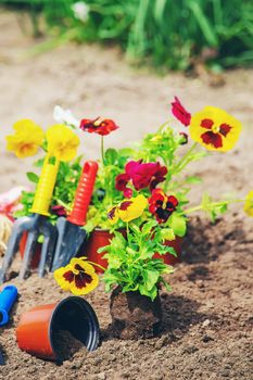 Planting flowers in the garden. Selective focus Nature.