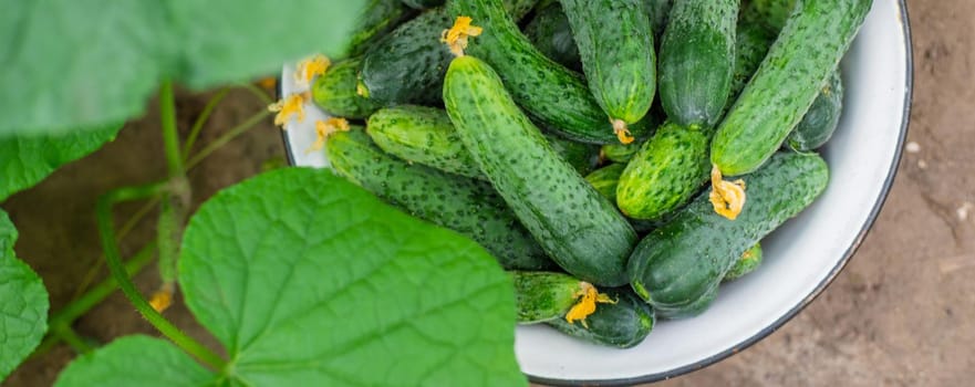 Harvesting homemade cucumbers. Selective focus nature