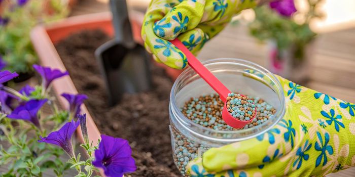 Fertilizer for flowers. Close-up of a gardener's hand in a glove fertilizing flowers in the street. The process of planting flowers in pots on the terrace.