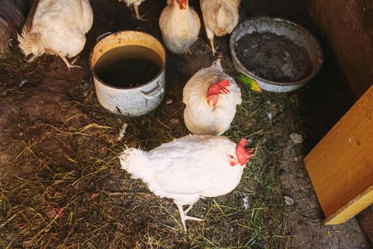 Chickens broilers on the farm. Selective focus.