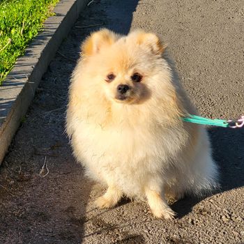 Fluffy little dog looks at the camera in the park on a sunny day.