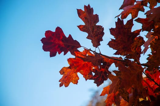 Autumn background with golden maple leaf, selective focus.nature