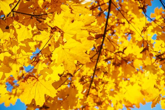 Autumn background with golden maple leaf, selective focus.nature