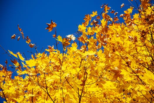 Autumn background with golden maple leaf, selective focus.nature