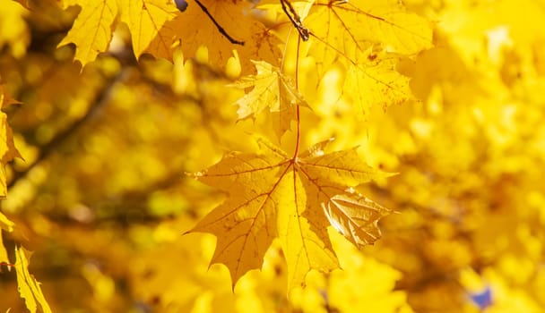 Autumn background with golden maple leaf, selective focus.nature