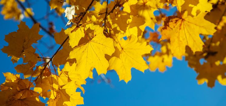 Autumn background with golden maple leaf, selective focus.nature