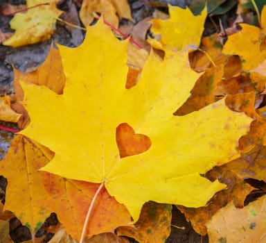 Autumn background with golden maple leaf, selective focus.nature