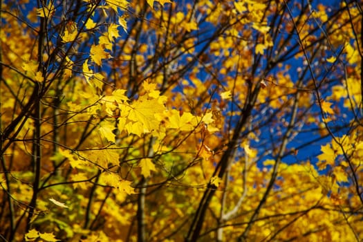 Autumn background with golden maple leaf, selective focus.nature