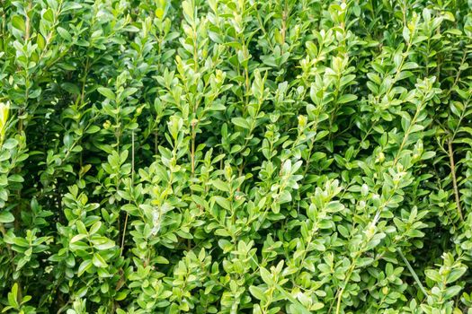 a beautiful green background on which tree branches with leaves are clearly visible