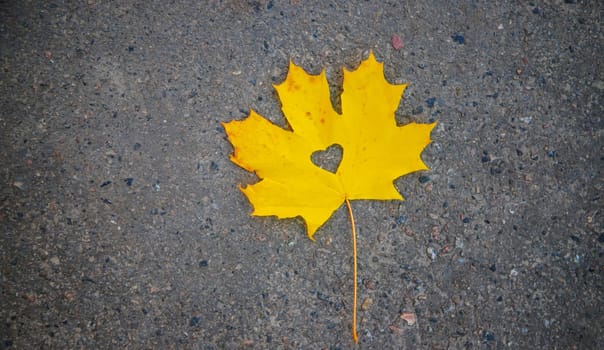 Autumn background with golden maple leaf, selective focus.nature