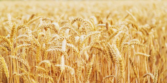 Wheat field, spikelets of wheat. Selective focus nature