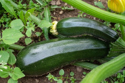 Green zucchini in garden. Growing zucchini on a vegetable garden. Organic farming. Concept of healthy food.