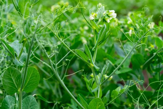 Close-up of sprouts and flowers of young peas. Selective focus.