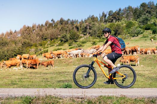 young man with backpack riding a mountain bike on a path in a meadow with cows, concept of sport and healthy lifestyle in nature, copy space for text