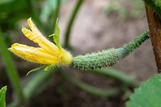 Small unripe cucumber with yellow flower growing in the garden.Organic farming. Concept of healthy food.