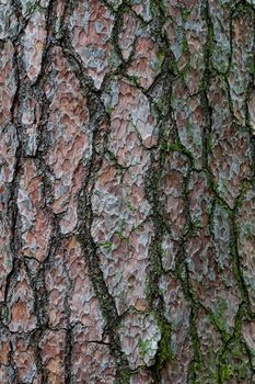 Texture of pine bark background. Tree bark in forest.