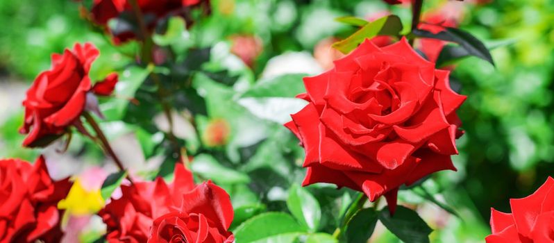 background of blooming roses in the garden.selective focus nature