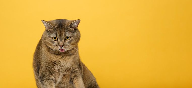 Adult gray cat Scottish straight on a yellow background. Tongue out, funny face