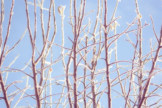 Frost-covered apple tree branch on a sunny winter day. Frozen winter plant landscape. Ice on tree macro