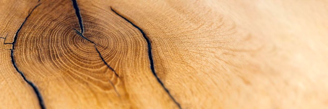 Wood cutting. Felled old oak stump. Wooden background. Sectional top view as background