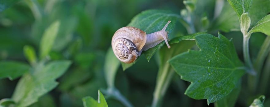 small snail in a shell crawls on the grass, a summer day in the garden. close up of small snail on plant leaf in garden outdoor, mollusk macro, nature, insect, animal