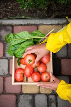 High angle view of the hands of a farmer, agriculturist in yellow raincoat, putting a ripe juicy tomato into a wooden crate with harvested crop of organic tomatoes grown in an eco farm. Agribusiness