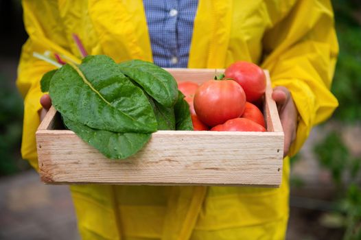 Close-up of a gardener holding a wooden box of harvested organic swiss chard, ripe juicy tomatoes. Fresh herbs for sale at the local farmers market. Gardening. Eco farming. Vegetable delivery concept