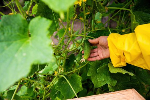 Details: Hands of a gardener agriculturist collecting ripe crop in the organic ecological farm. Female farmer in a yellow raincoat harvesting crops of homegrown cucumbers into a wooden crape. Close-up