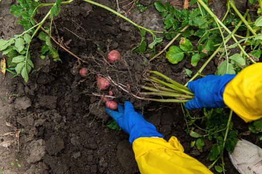 Close-up. Gardener's hands in blue gloves hold freshly dug potato while digging up a growing potato bush in an organic farm. Harvesting, seasonal work in the field. Agricultural business, eco farming