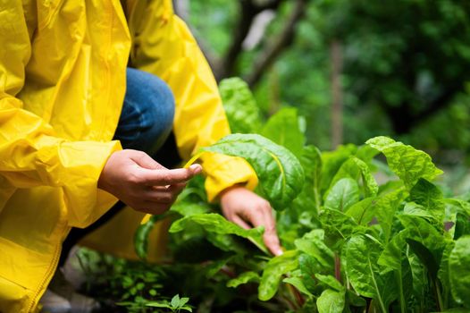 Details: Hands of a farmer agronomist in yellow raincoat, harvesting fresh swiss chard leaves from organic vegetables garden. Growing ecologically friendly homegrown produce. Eco farming. Close-up.