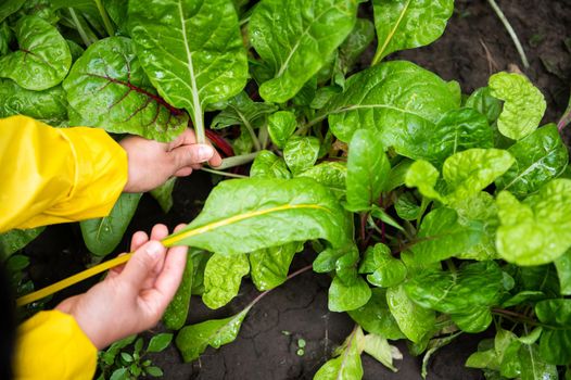 Details: hands of farmer in yellow raincoat, cutting chard leaves at an organic vegetable farm. Close-up