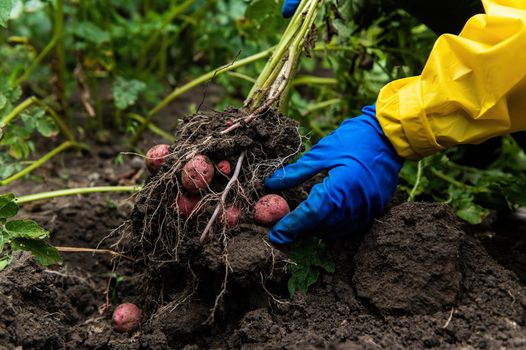 Details: Farmer's hands in blue gloves holding freshly dug potato while digging up a growing potato bush in an organic farm. Harvesting, seasonal work in the field. Agricultural business, eco farming