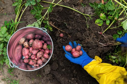 Overhead view of farmer's hands in blue gloves with harvest of freshly dug potatoes on the ground. Agribusiness. Farm or country life. Harvesting time, seasonal work in the field. Eco farming concept