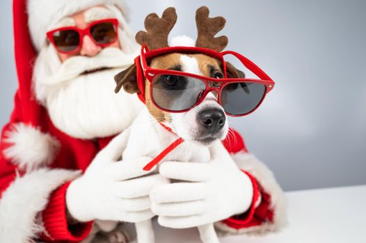 Santa claus and santa's helper in sunglasses on a white background. Jack russell terrier dog in a deer costume.